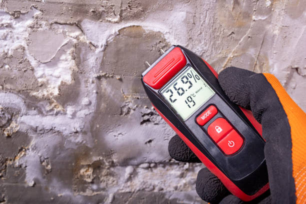 Professional Mold Removal in Ceresco, NE