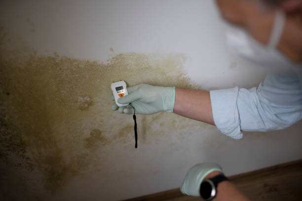 Best Attic Mold Removal  in Ceresco, NE
