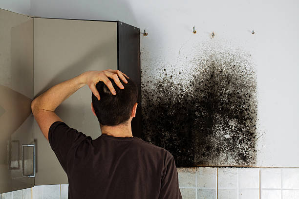 Best Black Mold Removal  in Ceresco, NE