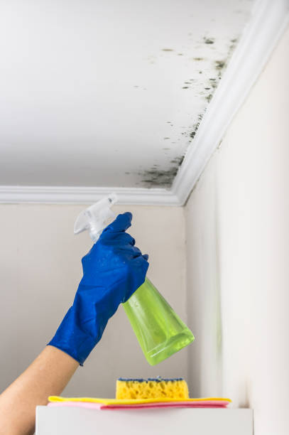 Certified Mold Removal in Ceresco, NE